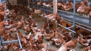 En 2019, les poules élevées au sol pèsent pour 12 % de la production française d’œufs. © CNPO En 2019, les poules élevées au sol pèsent pour 12 % de la production française d’œufs. © CNPO